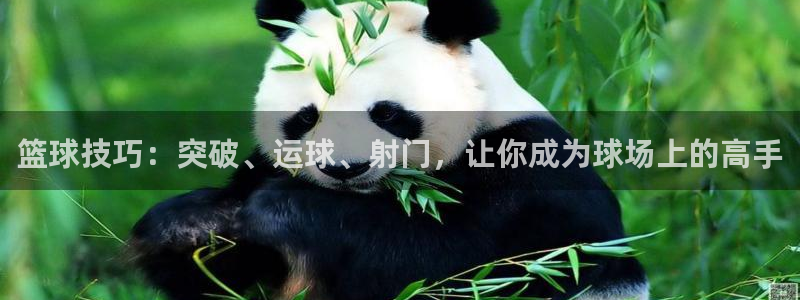 篮球技巧：突破、运球、射门，让你成为球场上的高手